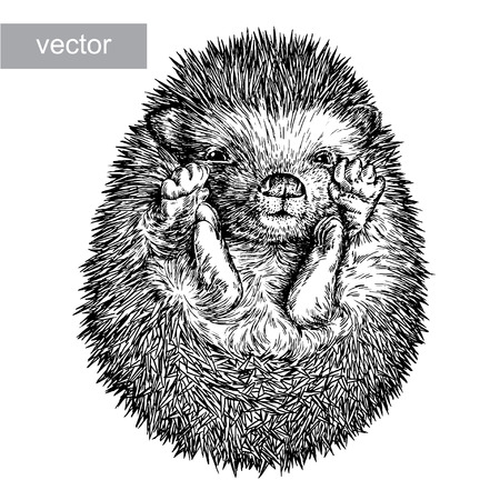 engrave isolated hedgehog illustration sketch. linear artのイラスト素材