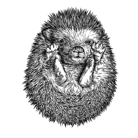 engrave isolated hedgehog illustration sketch. linear artの写真素材