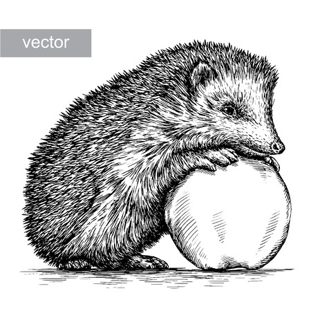 engrave isolated hedgehog illustration sketch. linear artのイラスト素材