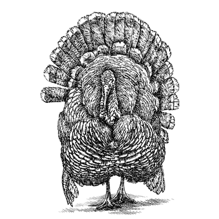 engrave isolated turkey illustration sketch. linear artの写真素材