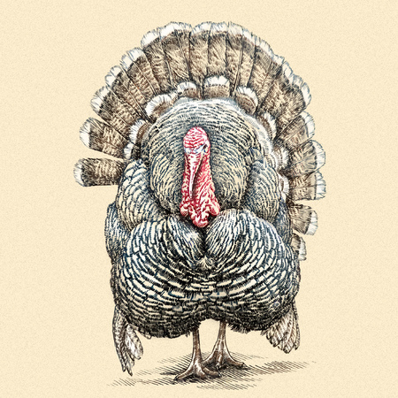engrave isolated turkey illustration sketch. linear artの写真素材