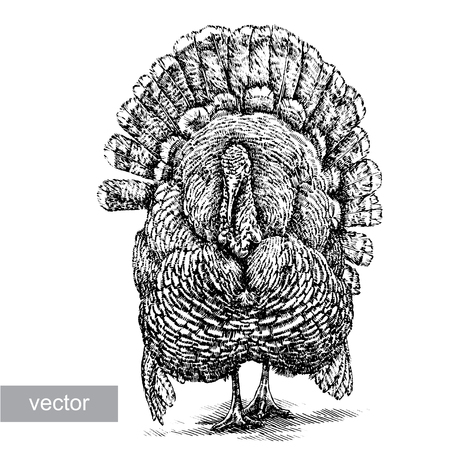 engrave isolated vector turkey illustration sketch. linear artのイラスト素材