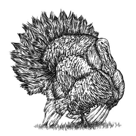 engrave isolated turkey illustration sketch. linear artの写真素材