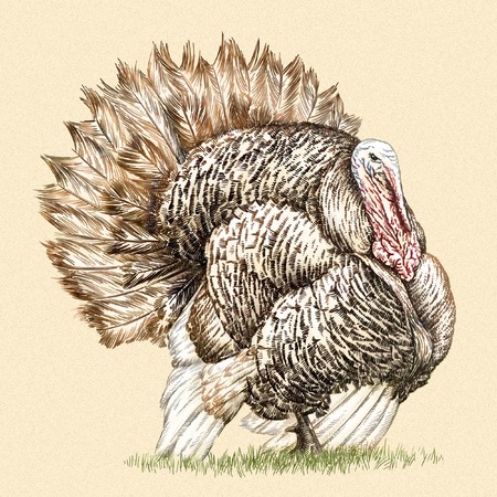 engrave isolated turkey illustration sketch. linear artの写真素材