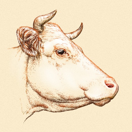 engrave isolated cow illustration sketch. linear artの写真素材