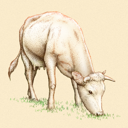 engrave isolated cow illustration sketch. linear artの写真素材