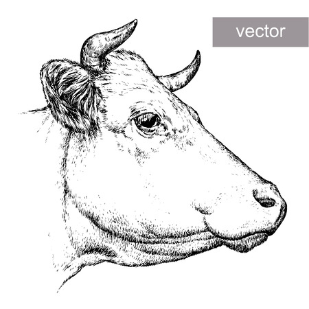 engrave isolated cow vector illustration sketch. linear artのイラスト素材