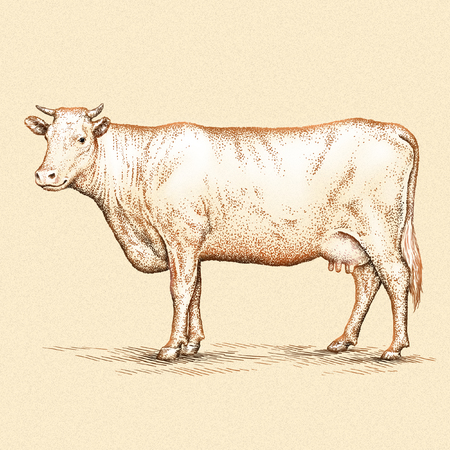 engrave isolated cow illustration sketch. linear artの写真素材
