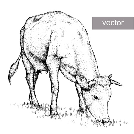 engrave isolated cow vector illustration sketch. linear artのイラスト素材