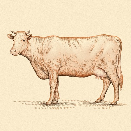 engrave isolated cow illustration sketch. linear artの写真素材