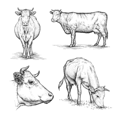 engrave isolated cow illustration sketch. linear artの写真素材