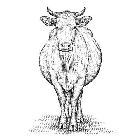 engrave isolated cow illustration sketch. linear artの写真素材