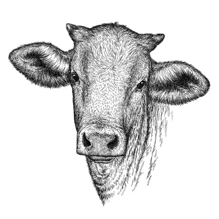engrave isolated cow illustration sketch. linear artの写真素材