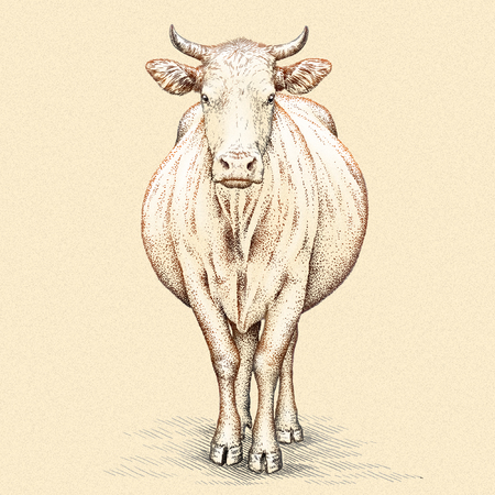 engrave isolated cow illustration sketch. linear artの写真素材