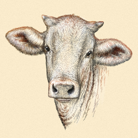 engrave isolated cow illustration sketch. linear artの写真素材