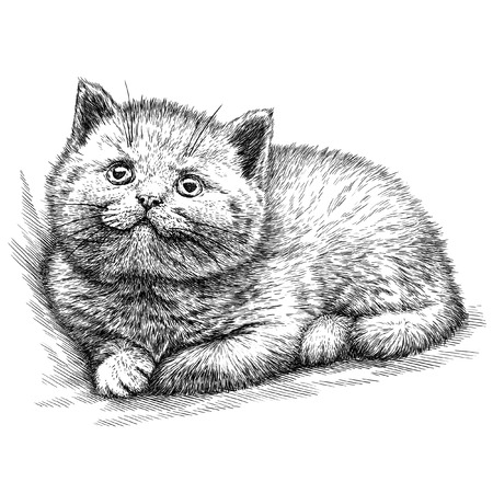engrave isolated kitten illustration sketch. linear artの写真素材