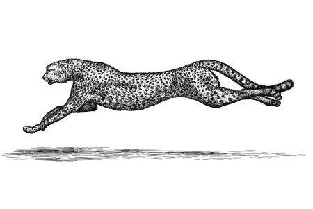 engrave isolated leopard illustration sketch. linear artの写真素材