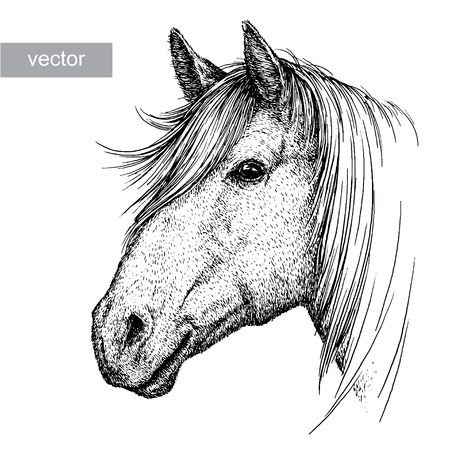 engrave isolated horse vector illustration sketch. linear artのイラスト素材