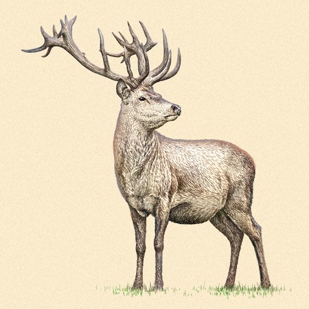 engrave isolated deer illustration sketch. linear artの写真素材