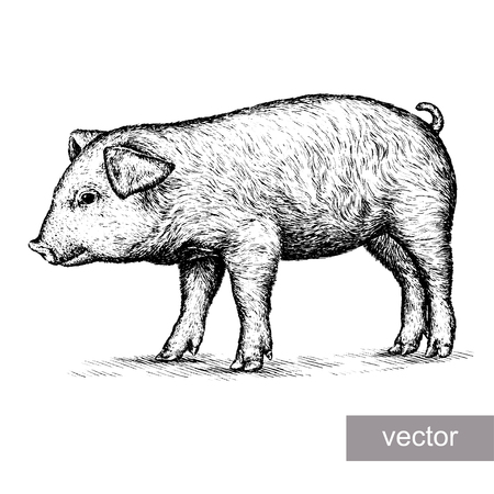 engrave isolated pig vector illustration sketch. linear artのイラスト素材