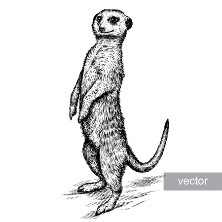 engrave isolated vector meerkat illustration sketch. linear artのイラスト素材