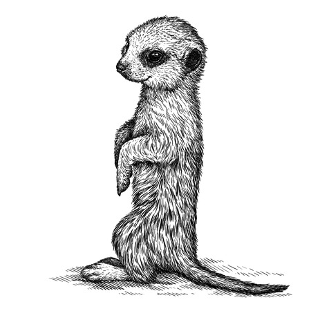 engrave isolated meerkat illustration sketch. linear artの写真素材