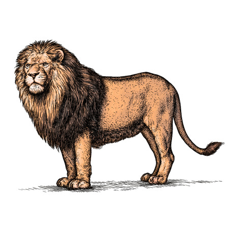 ライオンページ リサラーソン LisaLarson LION ライオン Mediun ミディアム リサ