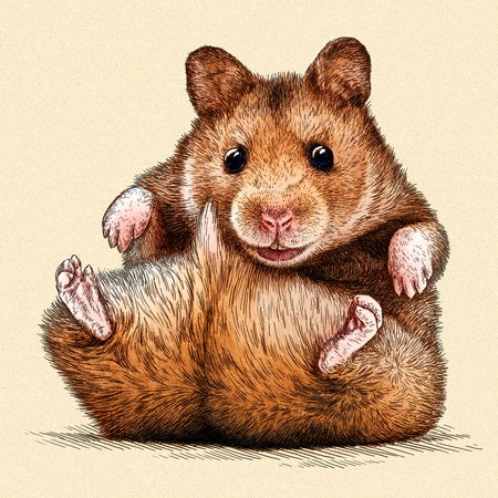 engrave isolated hamster illustration sketch. linear artの写真素材