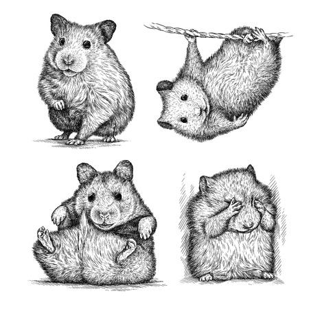 engrave isolated hamster illustration sketch. linear artの写真素材