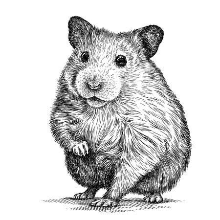engrave isolated hamster illustration sketch. linear artの写真素材