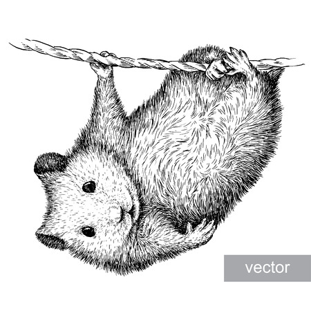 engrave isolated vector hamster illustration sketch. linear artのイラスト素材