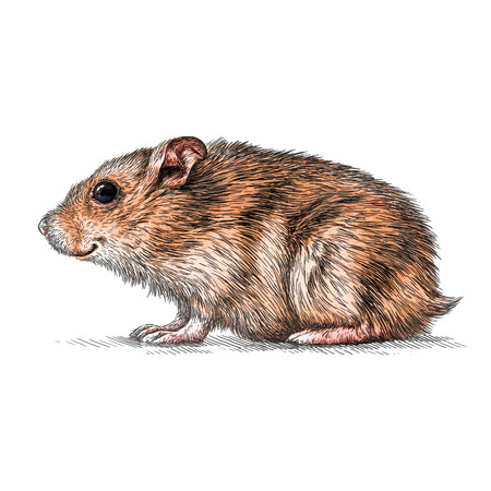 engrave isolated hamster illustration sketch. linear artの写真素材