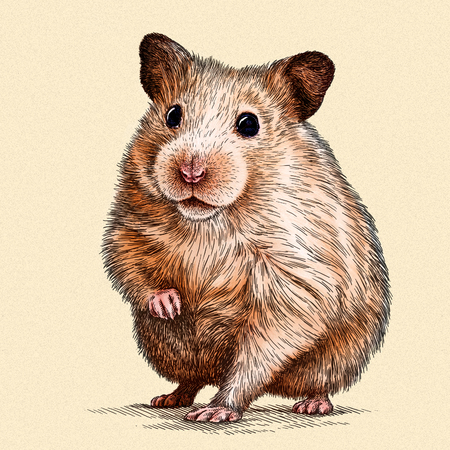 engrave isolated hamster illustration sketch. linear artの写真素材