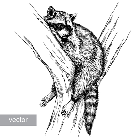 engrave isolated vector raccoon illustration sketch. linear artのイラスト素材
