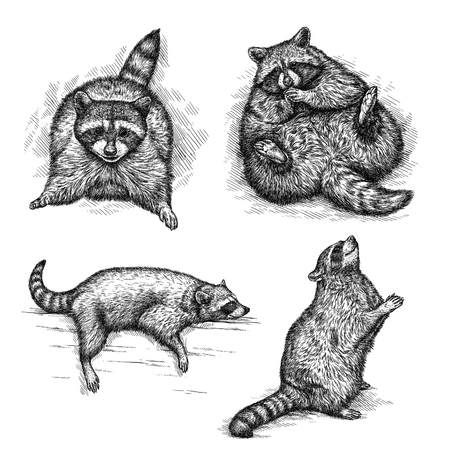 engrave isolated raccoon illustration sketch. linear artの写真素材