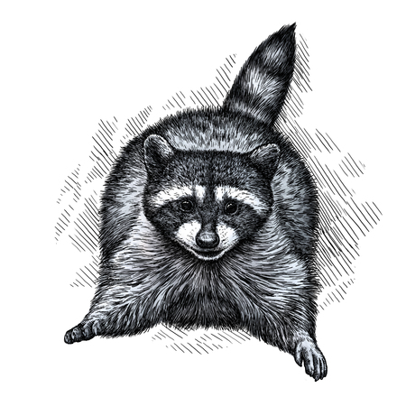 engrave isolated raccoon illustration sketch. linear artの写真素材