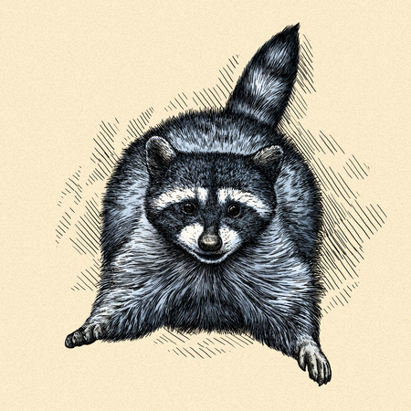 engrave isolated raccoon illustration sketch. linear artの写真素材