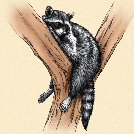 engrave isolated raccoon illustration sketch. linear artの写真素材