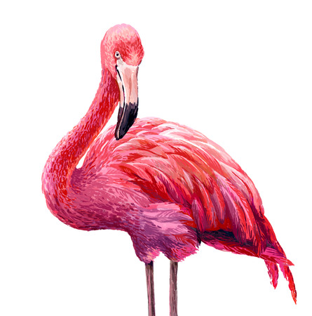 Colorful pink flamingo. Realistic illustration. Blue Lagoonの写真素材