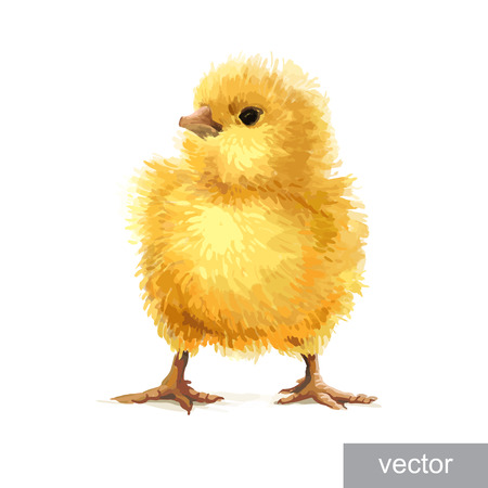 Easter realistic little cute yellow chicken illustration. Vector.のイラスト素材