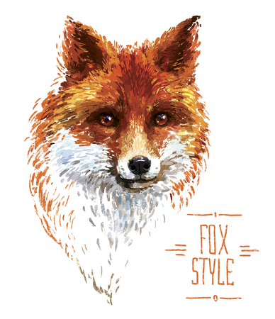 Colored red fox illustration on white backgroundの写真素材