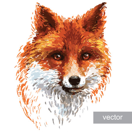 Colored red fox illustration on white background. Vector.のイラスト素材