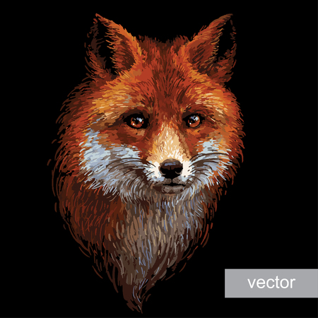 Colored red fox illustration on white background. Vector.のイラスト素材