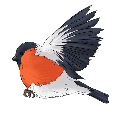 Bullfinch bird winter nature wildlife illustration contourの写真素材