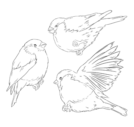 Bullfinch bird winter nature wildlife illustration contourの写真素材