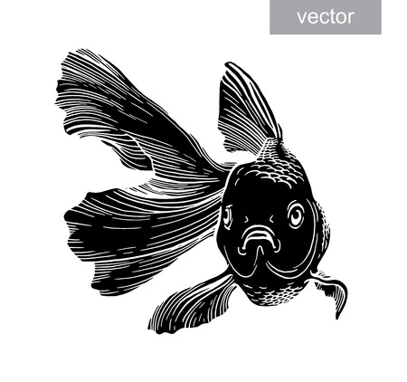 Goldfish illustration artwork  line underwater engraving vectorのイラスト素材