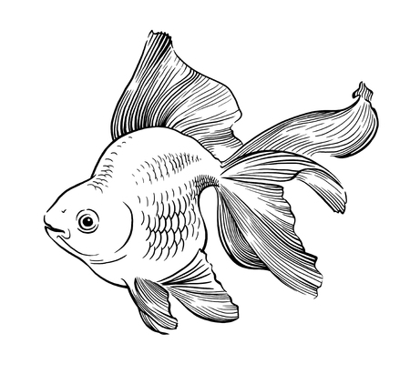 Goldfish illustration artwork  line underwater engraving black and whiteの写真素材