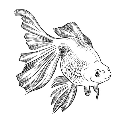 Goldfish illustration artwork  line underwater engraving black and whiteの写真素材