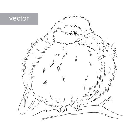 Blue Tit on a branch Parus caeruleus vectorのイラスト素材