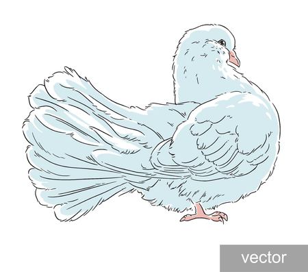 The dove of peace the white birdのイラスト素材